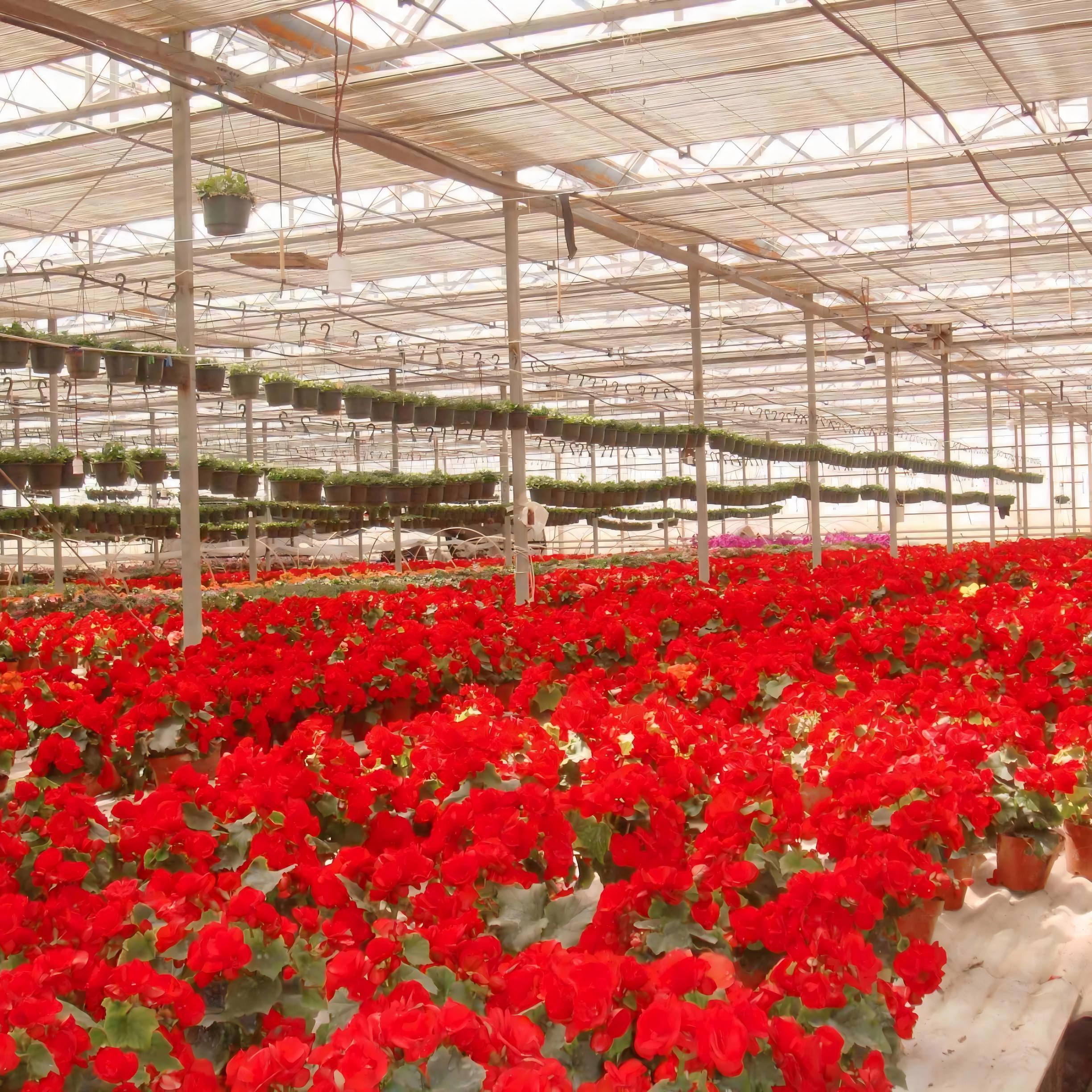 Greenhouse for Plant Production Complete System